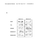 POLYPEPTIDES HAVING MODULATORY EFFECTS ON CELLS diagram and image