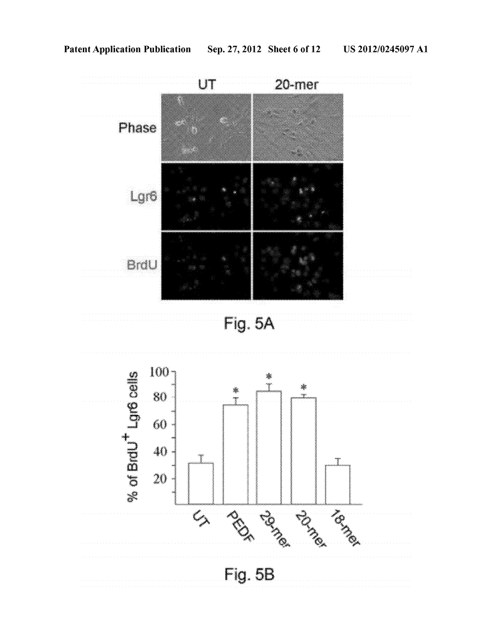 USE OF PEDF-DERIVED POLYPEPTIDES FOR PROMOTING STEM CELLS PROLIFERATION     AND WOUND HEALING - diagram, schematic, and image 07