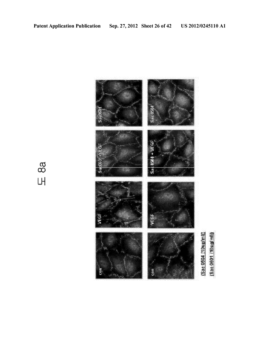 VASCULAR LEAKAGE INHIBITOR - diagram, schematic, and image 27