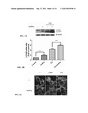 AUTOPHAGY INDUCING COMPOUND AND THE USES THEREOF diagram and image