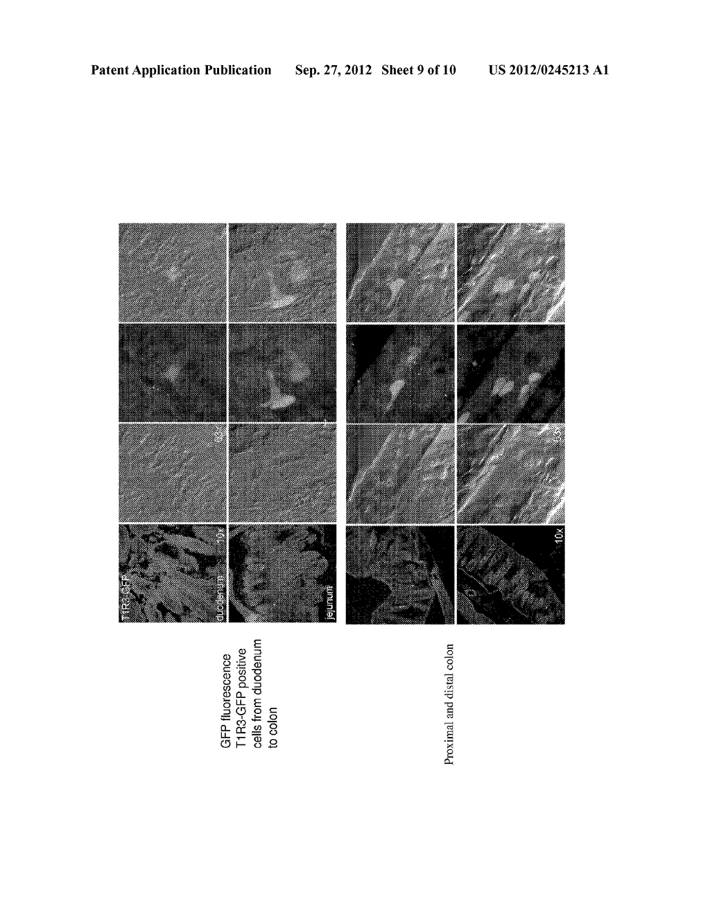 HUMAN TYPE I TASTE RECEPTOR SUBUNIT 3 MODULATORS AND METHODS OF USING SAME - diagram, schematic, and image 10