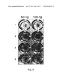 PEPTIDE APTAMER FOR NEUTRALIZING THE BINDING OF PLATELET ANTIGEN SPECIFIC     ANTIBODIES AND DIAGNOSTIC AND THERAPEUTIC APPLICATIONS CONTAINING THE     SAME diagram and image