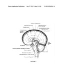 INTRAVENTRICULAR DRUG DELIVERY SYSTEM FOR IMPROVING OUTCOME AFTER A BRAIN     INJURY AFFECTING CEREBRAL BLOOD FLOW diagram and image