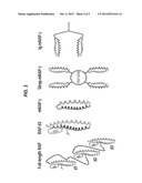 TREATMENT OF LIVER DISORDERS BY ADMINISTRATION OF RAP CONJUGATES diagram and image