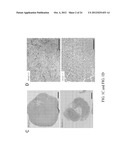 Methods and Compositions Related to Annexin 1-Binding Compounds diagram and image