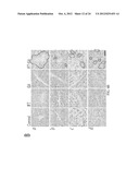 Methods and Compositions Related to Annexin 1-Binding Compounds diagram and image