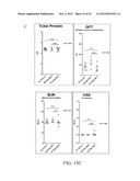 Methods and Compositions Related to Annexin 1-Binding Compounds diagram and image