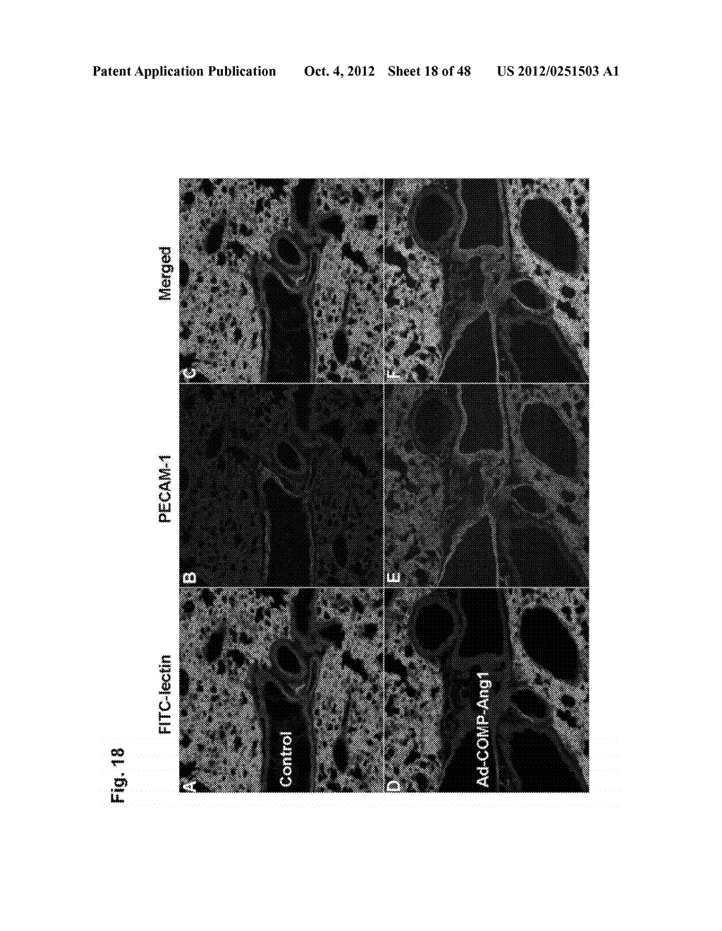 METHODS OF USING CHIMERIC COILED-COIL MOLECULE - diagram, schematic, and image 19