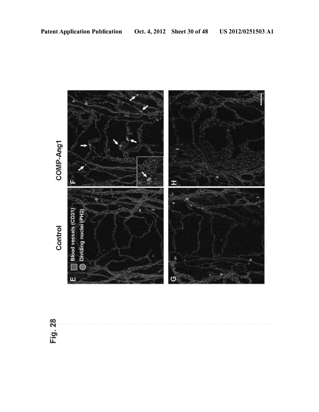 METHODS OF USING CHIMERIC COILED-COIL MOLECULE - diagram, schematic, and image 31