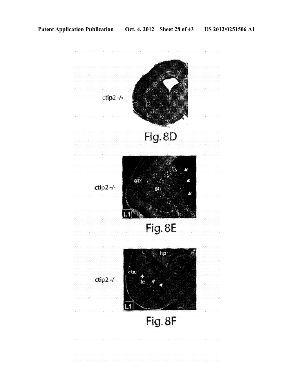 METHODS AND COMPOSITIONS RELATING TO NEURONAL CELL AND TISSUE     DIFFERENTIATION - diagram, schematic, and image 29