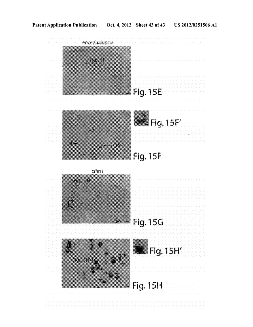 METHODS AND COMPOSITIONS RELATING TO NEURONAL CELL AND TISSUE     DIFFERENTIATION - diagram, schematic, and image 44