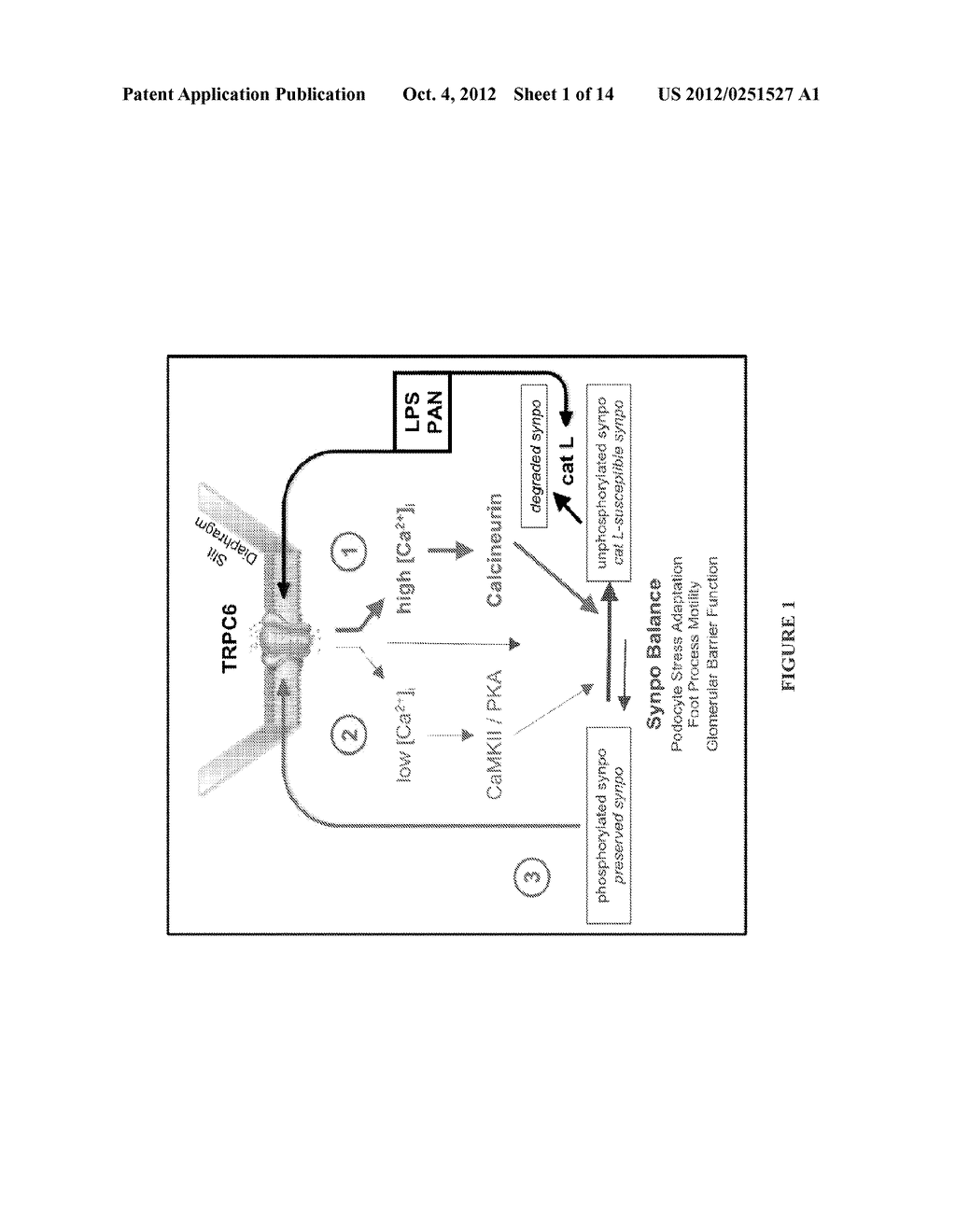 PODOCYTE SPECIFIC ASSAYS AND USES THEREOF - diagram, schematic, and image 02