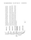 COMBINATION THERAPY OF HER EXPRESSING TUMORS diagram and image