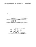 USE OF FGFR1 EXTRA CELLULAR DOMAIN PROTEINS TO TREAT CANCERS CHARACTERIZED     BY LIGAND-DEPENDENT ACTIVATING MUTATIONS IN FGFR2 diagram and image