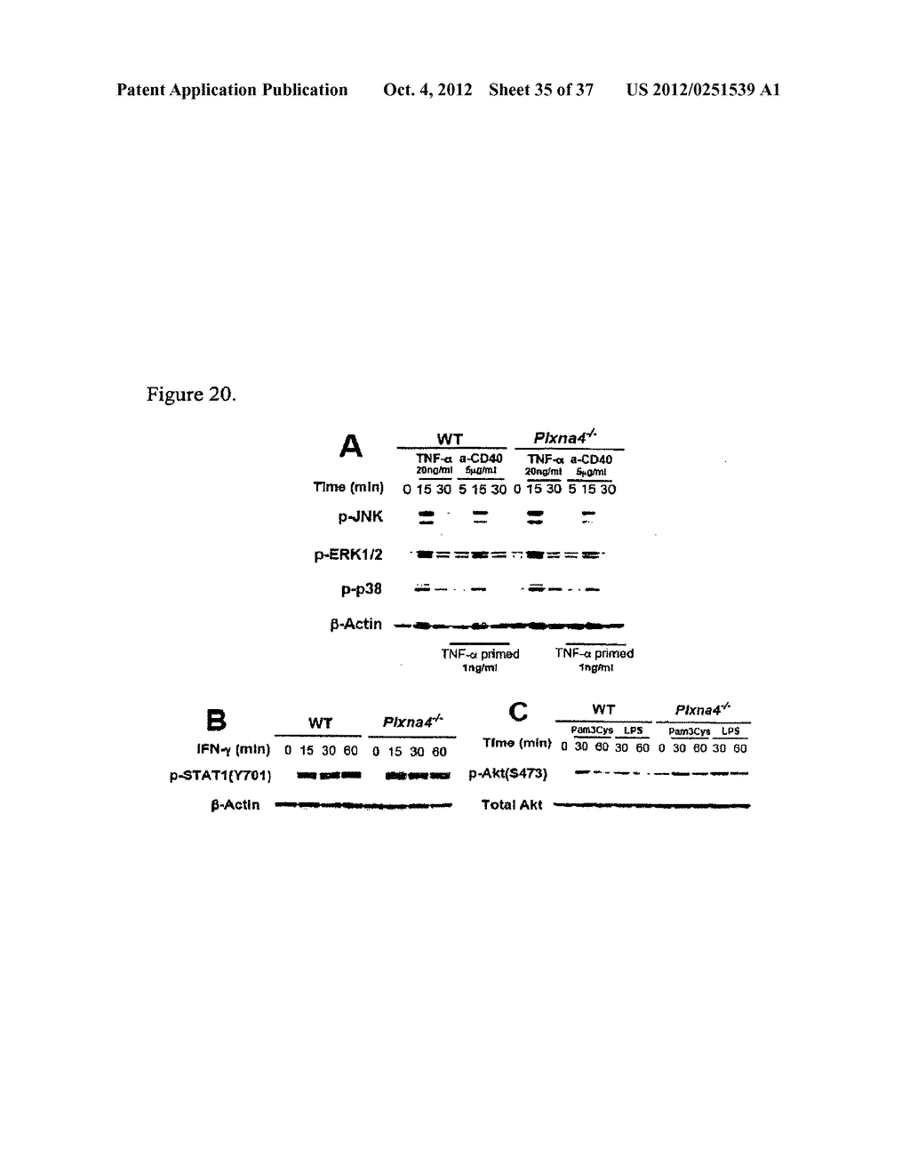 Methods and Compositions for the Treatment of Immune Disorders - diagram, schematic, and image 36