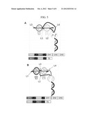 Dual Variable Region Antibody-Like Binding Proteins Having Cross-Over     Binding Region Orientation diagram and image