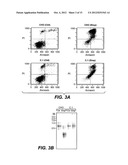 METHODS AND COMPOSITIONS FOR MODULATING APOPTOSIS diagram and image