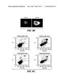 METHODS AND COMPOSITIONS FOR MODULATING APOPTOSIS diagram and image