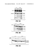 METHODS AND COMPOSITIONS FOR MODULATING APOPTOSIS diagram and image