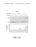 ANTIGEN BINDING PROTEINS TO PROPROTEIN CONVERTASE SUBTILISIN KEXIN TYPE 9     (PCSK9) diagram and image