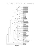 REOVIRUS COMPOSITIONS AND METHODS OF USE diagram and image