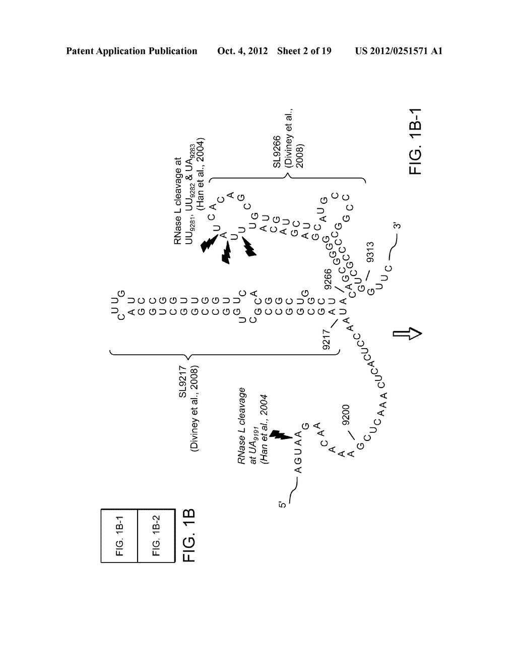 RNASE L-MEDIATED CLEAVAGE PRODUCTS AND USES THEREOF - diagram, schematic, and image 03