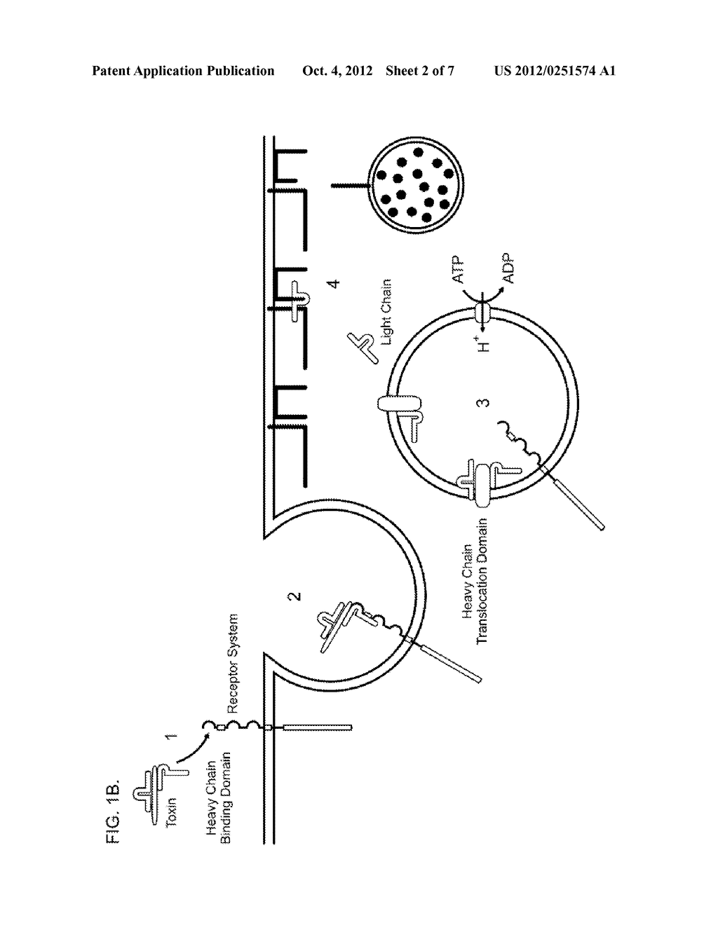 Endopeptidase and Neurotoxin Combination Treatment of Multiple Medical     Conditions - diagram, schematic, and image 03