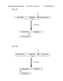 Endopeptidase and Neurotoxin Combination Treatment of Multiple Medical     Conditions diagram and image