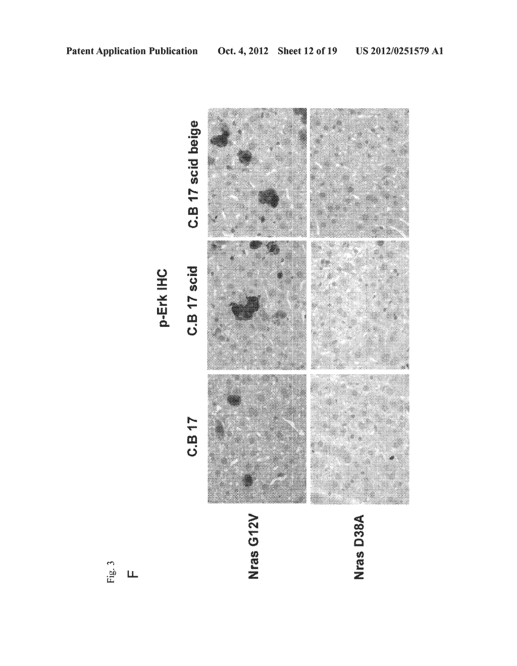 COMPOSITIONS FOR GENERATING AN ANTIGEN SPECIFIC IMMUNE RESPONSE - diagram, schematic, and image 13