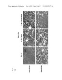 COMPOSITIONS FOR GENERATING AN ANTIGEN SPECIFIC IMMUNE RESPONSE diagram and image