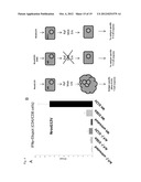 COMPOSITIONS FOR GENERATING AN ANTIGEN SPECIFIC IMMUNE RESPONSE diagram and image