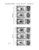 COMPOSITIONS FOR GENERATING AN ANTIGEN SPECIFIC IMMUNE RESPONSE diagram and image