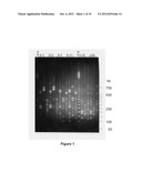 METHODS OF MAKING AND USING LACTOBACILLUS STRAINS diagram and image