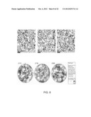 FINE GRAINED, NON BANDED, REFRACTORY METAL SPUTTERING TARGETS WITH A     UNIFORMLY RANDOM CRYSTALLOGRAPHIC ORIENTATION, METHOD FOR MAKING SUCH     FILM, AND THIN FILM BASED DEVICES AND PRODUCTS MADE THEREFROM diagram and image