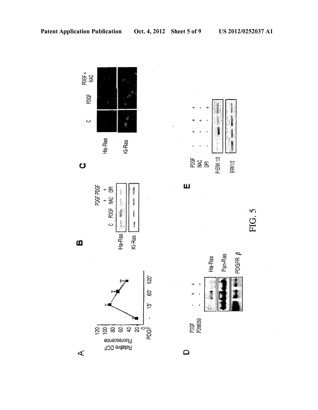 STIMULATORY AUTO-ANTIBODIES TO THE PDGF RECEPTOR AS PATHOLOGY MARKER AND     THERAPEUTIC TARGET - diagram, schematic, and image 06