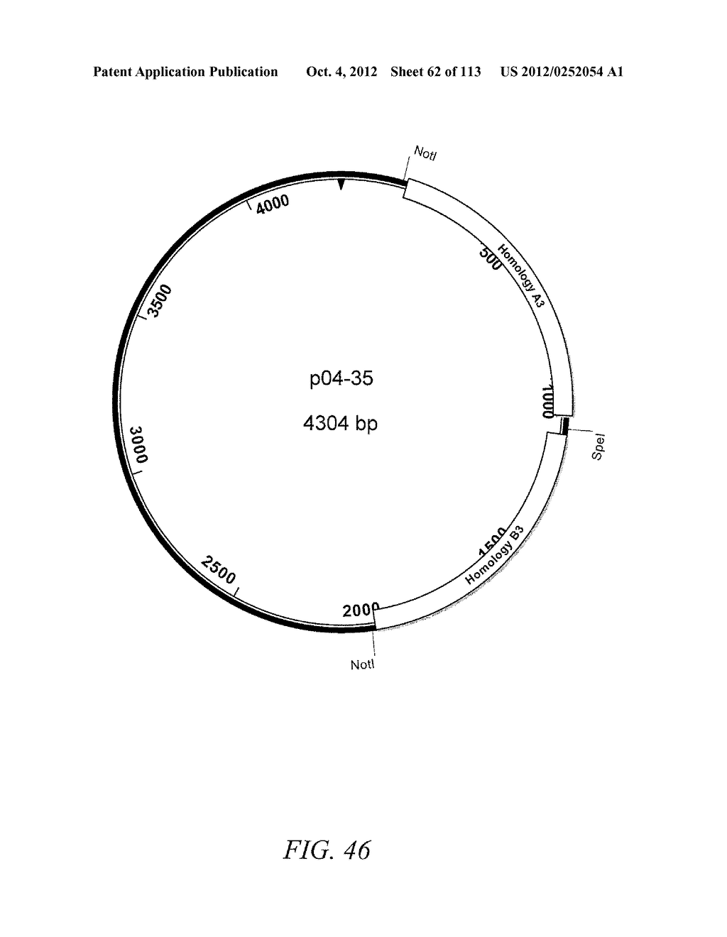 SYSTEM FOR TRANSFORMATION OF THE CHLOROPLAST GENOME OF SCENEDESMUS SP. AND     DUNALIELLA SP. - diagram, schematic, and image 63