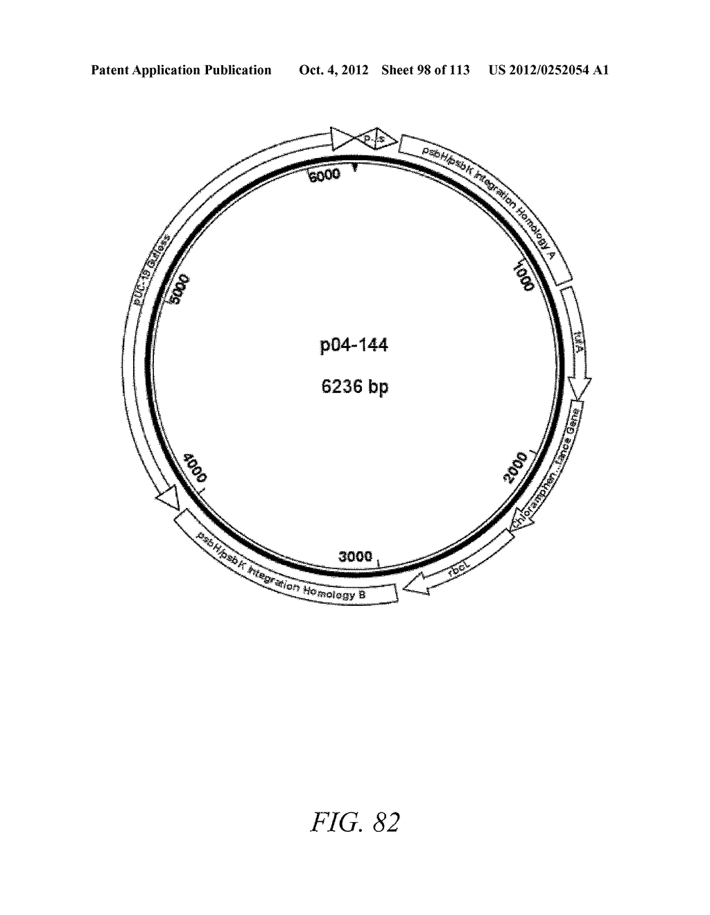 SYSTEM FOR TRANSFORMATION OF THE CHLOROPLAST GENOME OF SCENEDESMUS SP. AND     DUNALIELLA SP. - diagram, schematic, and image 99