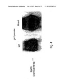 Systems for the Expression of Orthogonal Translation Components in     Eubacterial Host Cells diagram and image