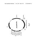 Systems for the Expression of Orthogonal Translation Components in     Eubacterial Host Cells diagram and image