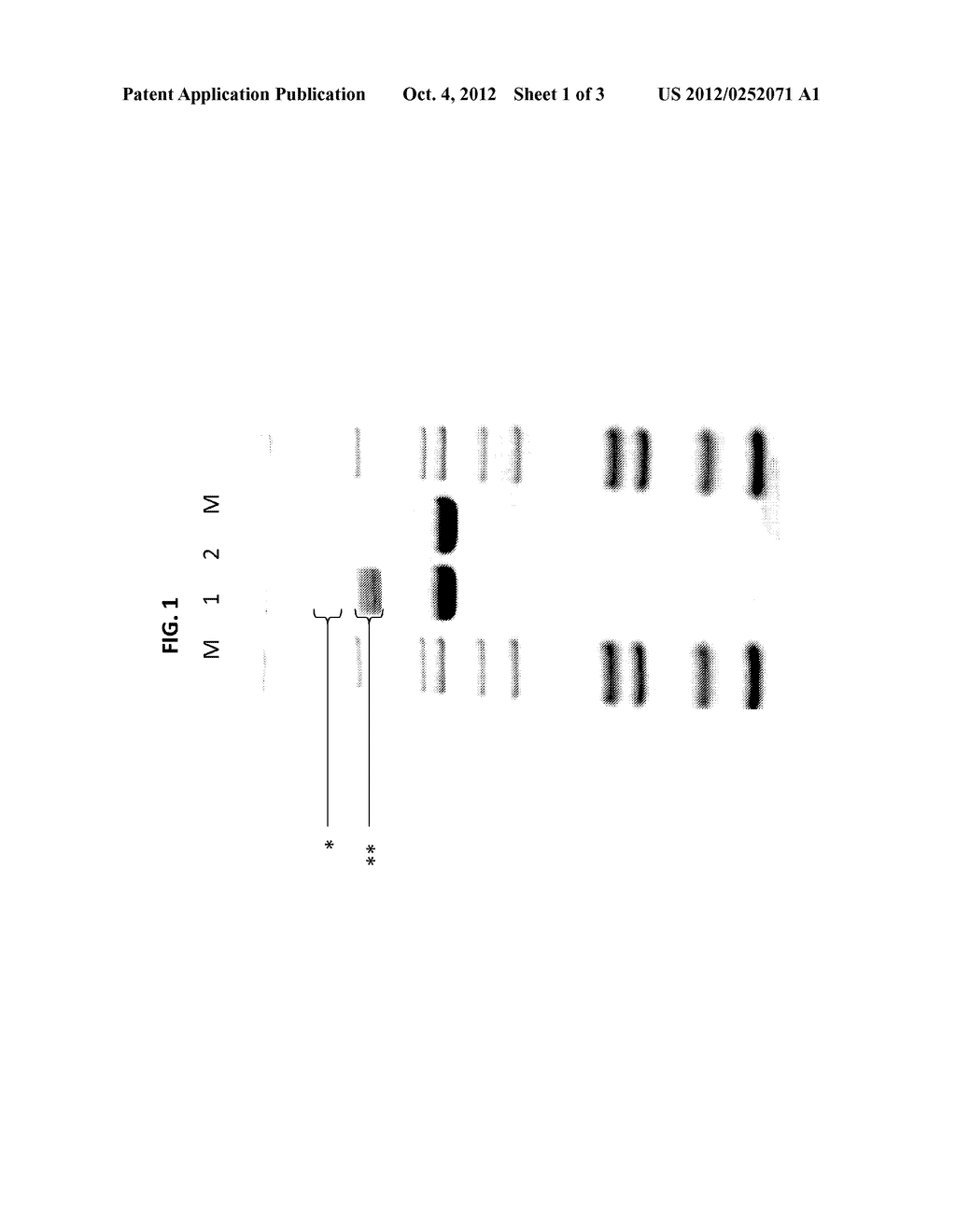 T7 RNA POLYMERASE VARIANTS WITH CYSTEINE-SERINE SUBSTITUTIONS - diagram, schematic, and image 02