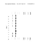 T7 RNA POLYMERASE VARIANTS WITH CYSTEINE-SERINE SUBSTITUTIONS diagram and image