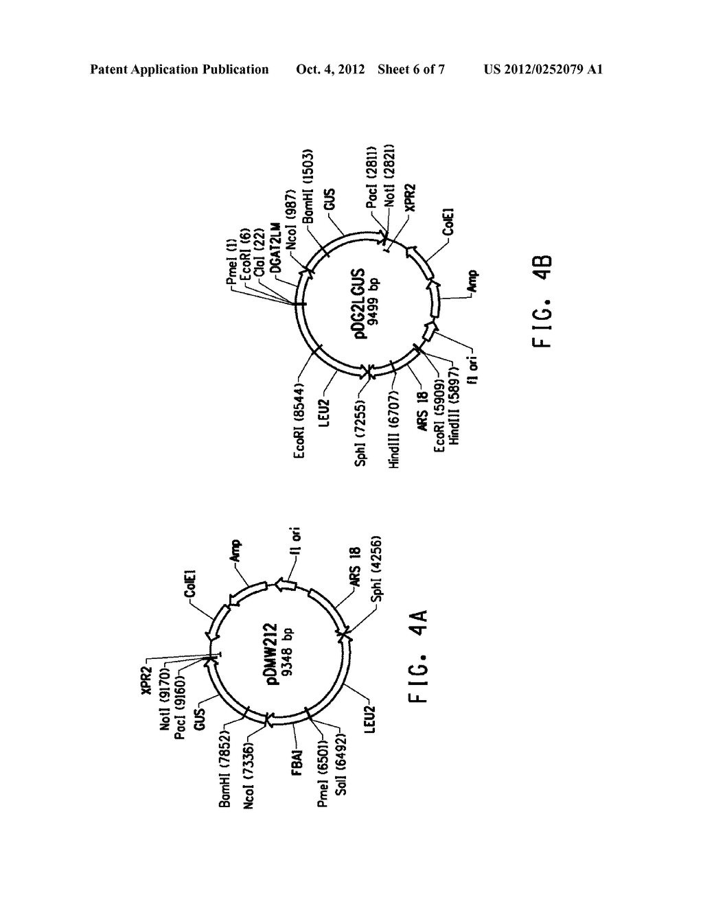 YARROWIA DIACYLGLYCEROL ACYLTRANSFERASE PROMOTER REGIONS FOR GENE     EXPRESSION IN YEAST - diagram, schematic, and image 07