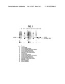 MUTANT PROTEINASE WITH REDUCED SELF-CLEAVAGE ACTIVITY AND METHOD OF     PURIFICATION diagram and image