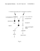 EVOLUTION OF WHOLE CELLS AND ORGANISMS BY RECURSIVE SEQUENCE RECOMBINATION diagram and image