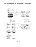 EVOLUTION OF WHOLE CELLS AND ORGANISMS BY RECURSIVE SEQUENCE RECOMBINATION diagram and image