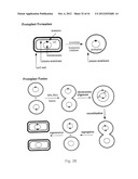 EVOLUTION OF WHOLE CELLS AND ORGANISMS BY RECURSIVE SEQUENCE RECOMBINATION diagram and image