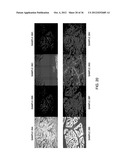 SEQUENTIAL ANALYSIS OF BIOLOGICAL SAMPLES diagram and image