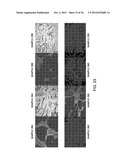 SEQUENTIAL ANALYSIS OF BIOLOGICAL SAMPLES diagram and image