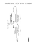 METHODS AND COMPOSITIONS FOR DETECTION OF NUCLEIC ACIDS BASED ON     STABILIZED OLIGONUCLEOTIDE PROBE COMPLEXES diagram and image