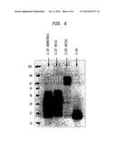 CONJUGATES OF BIOLOGICALLY ACTIVE PROTEINS HAVING A MODIFIED IN VIVO     HALF-LIFE diagram and image